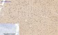 GSK3β (phospho Ser9) Polyclonal Antibody